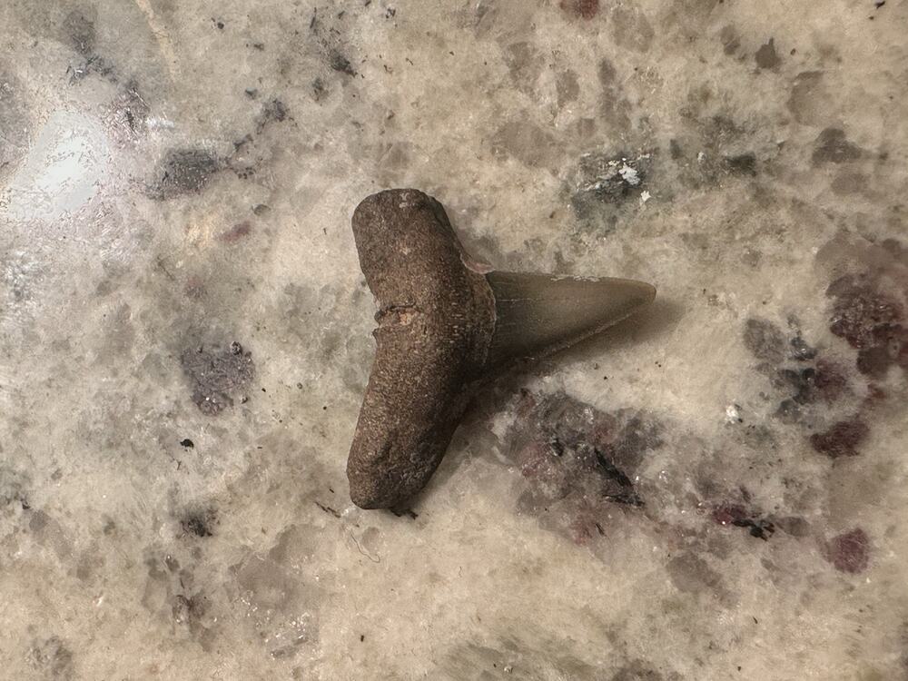 Shark Tooth Fossil Authentic Florida Speciman
